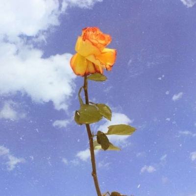 《玫瑰的故事》傅家明的短暂出现是刻意悲剧吗？